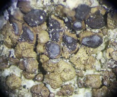 Acarospora obpallens