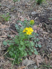 Packera glabella