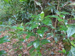 Palicourea axillaris
