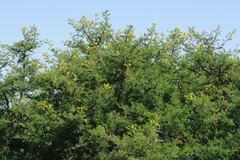Vachellia karroo