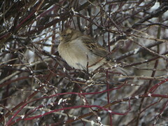 Passer domesticus