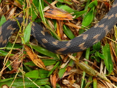 Atractus atratus