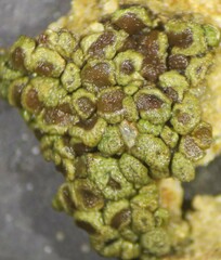 Acarospora obpallens