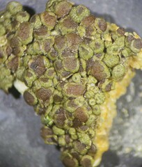 Acarospora obpallens