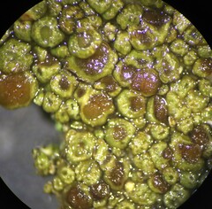 Acarospora obpallens