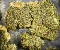 Acarospora obpallens