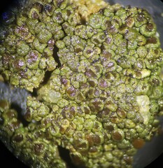 Acarospora obpallens