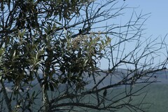 Tarchonanthus littoralis