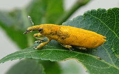 Gasteroclisus