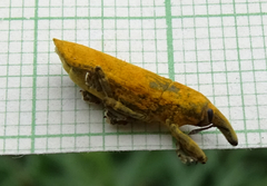 Gasteroclisus