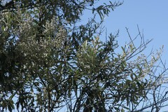 Tarchonanthus littoralis