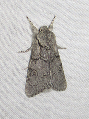 Acronicta tota