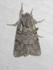 Acronicta tota