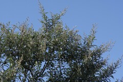 Tarchonanthus littoralis