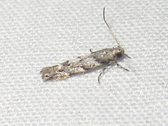 Coleotechnites