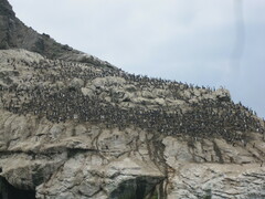 Leucocarbo bougainvillii