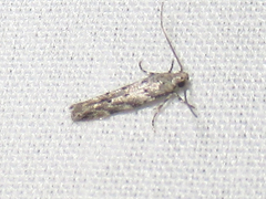 Coleotechnites