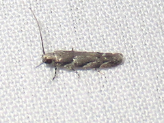Coleotechnites