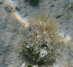 Cladosiphon zosterae