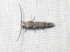 Coleotechnites