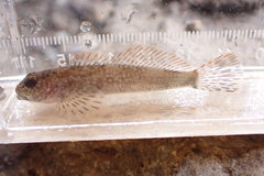 Cottus cognatus