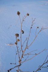 Carduus crispus
