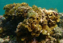 Lobophora variegata