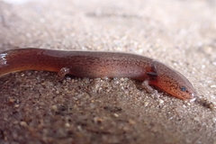 Pseudotriton ruber ruber