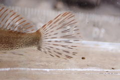 Cottus cognatus