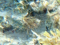 Amphiroa rigida