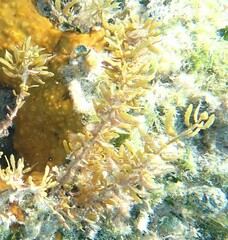 Sargassum natans