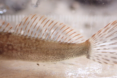 Cottus cognatus