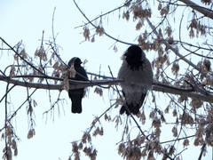 Corvus cornix