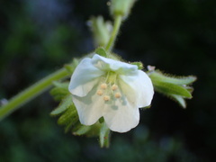 Phacelia viscida albiflora