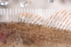 Cottus cognatus