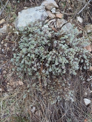 Artemisia frigida