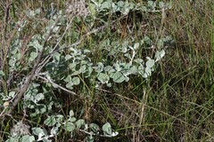 Helichrysum petiolare