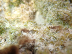 Ernodesmis verticillata
