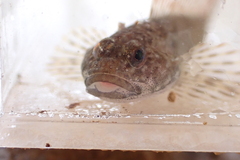 Cottus cognatus