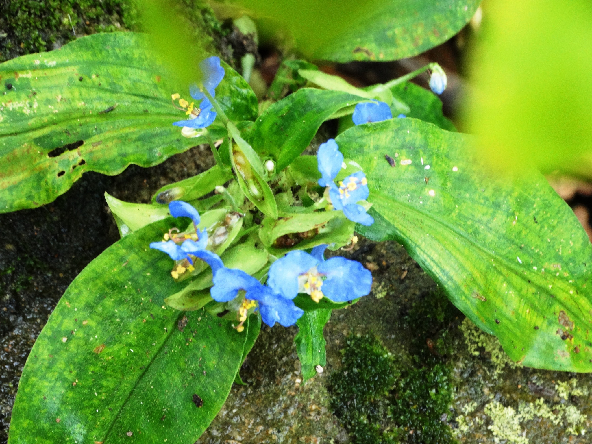 Commelina vestita