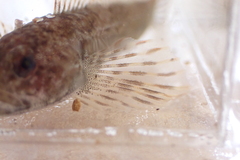 Cottus cognatus