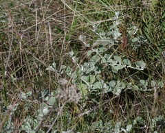 Helichrysum petiolare