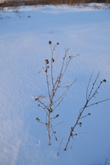 Carduus crispus