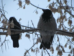 Corvus cornix