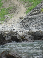 Spheniscus humboldti