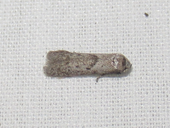Hypatopa punctiferella