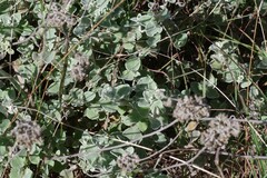 Helichrysum petiolare