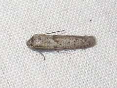 Hypatopa punctiferella