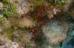 Amphiroa rigida