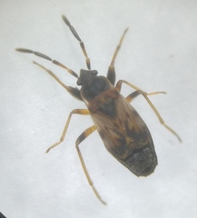 Scolopostethus thomsoni